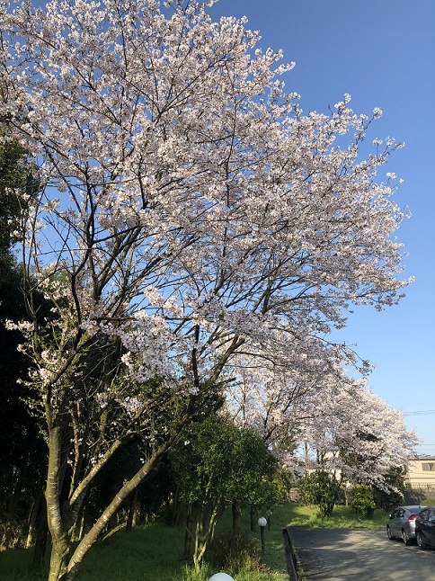 sakura桜（馬刺し）満開　