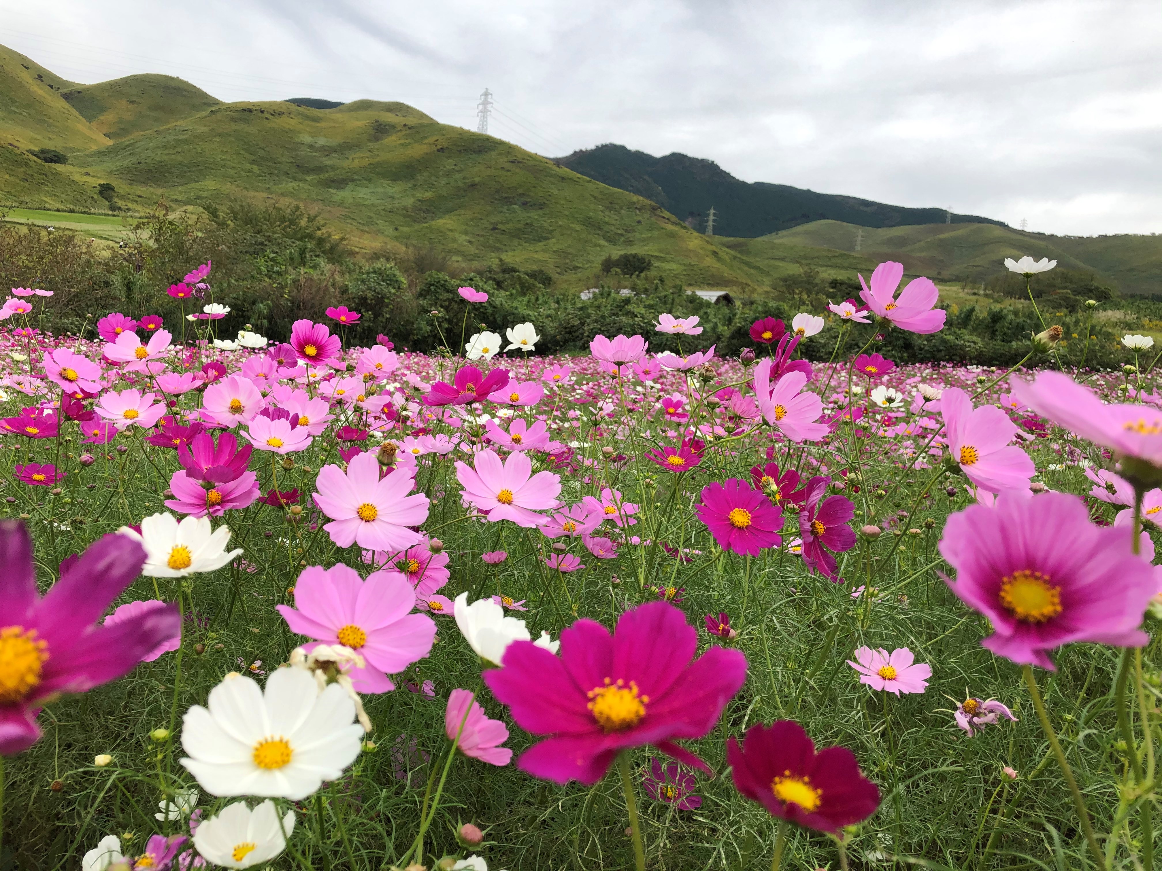 コスモス阿蘇の入り口俵山の風景　馬刺しの本場熊本よりお取り寄せ