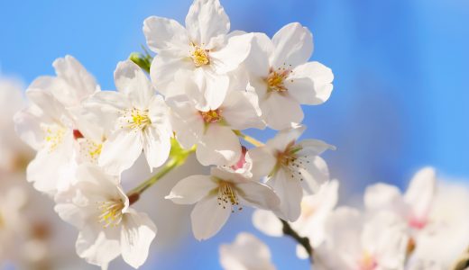 馬刺しがさくらと呼ばれる理由をご紹介します！