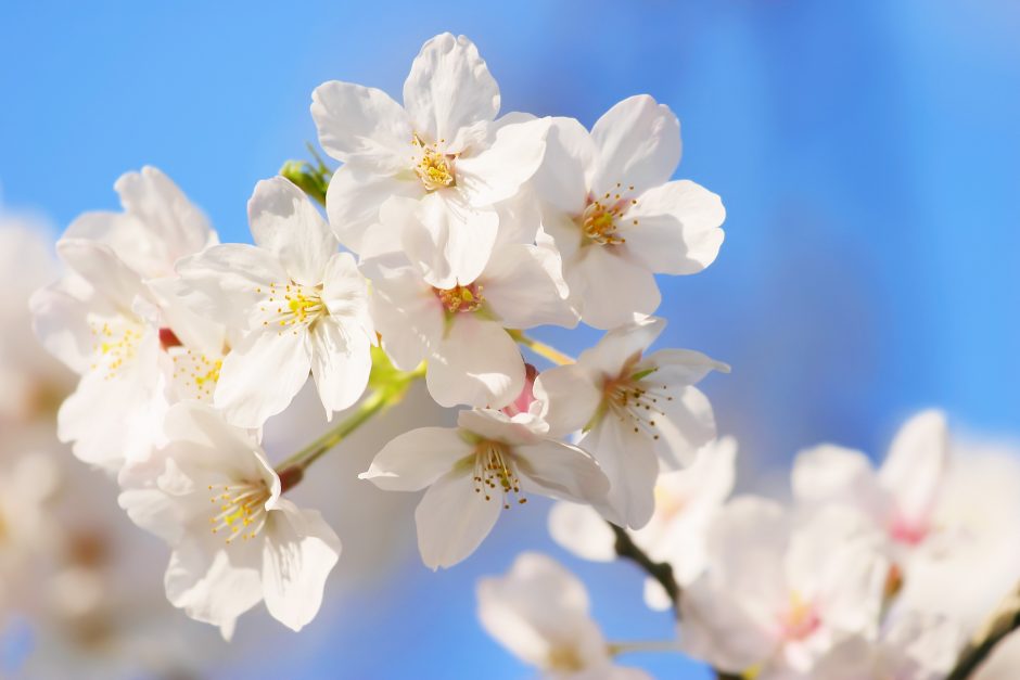 桜の花