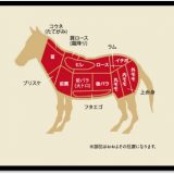 馬の断面図で部位紹介