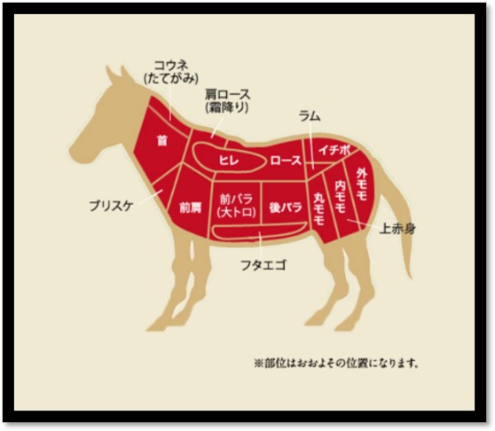 馬の断面図で部位紹介